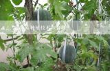 葫芦瓜种植技术和管理,葫芦瓜种植技术和管理 葫芦瓜种植方法