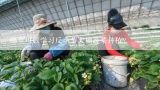 蔬菜大棚种植技术在哪可以学到，或者自学行吗？在广东哪里可以学到无土种植蔬菜技术？