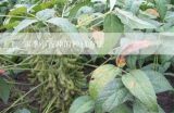 四季小香芹的种植方法,芹菜怎么种植方法