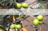 芸豆种植方法,芸豆的种植条件及技术介绍