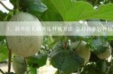 简单的大棚黄瓜种植方法 怎样简单的种植大棚黄瓜,大棚种植黄瓜