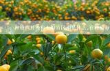 种植四月慢和上海青区别是什么,在种植方法时间上有,矮脚青菜的种植技术