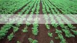 红薯尖苗怎样种植技术,红苕尖怎样种植才能高产