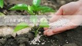 四季果桑种植技术及要点,桑葚种植方法和技术 桑葚怎么种