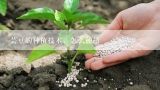 芸豆的种植技术，怎么种植,露天芸豆怎么种植技术