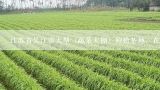 江苏省吴江市大型〈蔬菜大棚〉种植基地，在哪个乡镇？蔬菜大棚的一般的造价是多少?