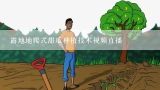 露地地爬式甜瓜种植技术视频直播,露地香瓜种植技术