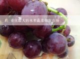 重庆最大的水果蔬菜批发市场,重庆蔬菜批发市场都有哪几个？