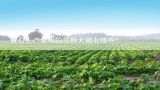 黄瓜生产常用的塑料大棚有哪些？现代农业是如何利用能能温室种植番茄的？