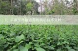 求温室种植蓝莓的栽培技术资料,蓝莓种植技术和管理