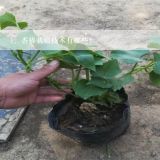 香椿栽培技术有哪些？,香椿树的种植方法