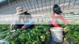 两湖绿谷蔬菜批发市场大白菜价格,淄博张店的哪个蔬菜批发市场批发价格便宜