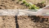 沙棘怎么种,沙棘果的栽培方法