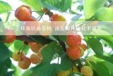 怎样栽培油茶树 油茶的种植技术视频