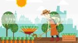 非洲菊的种植技术 -cctv7农广天地视频 - 创业第一步网,农广天地露地黄瓜种植技术？