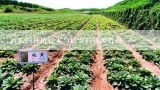 西瓜的种植技术与培养的视频教程,西瓜南方种植技术教程