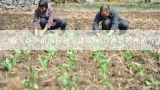 露天芦笋苗的种植方法视频(芦笋苗的种植方法和时间),如何种植芦笋