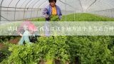 请问一下在江西九江这个地方这个季节适合种什么蔬菜,江西九江地区三月份时令蔬菜有什么