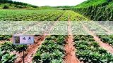 茄子露天种植技术方法是什么,露地茄子种植技术是什么