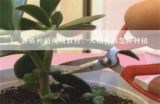 香椿种植视频教程，大棚香椿怎样种植,大棚香椿种植技术视频、