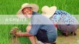 南瓜种植技术,南瓜的种植技术与管理