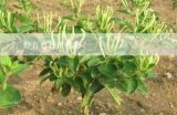 野百合种植技巧,野生百合花应该怎样种植？