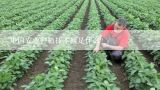 中国农业种植技术网是什么？大棚菜种植技术什么网有