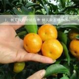 朝天椒的种植技术 朝天椒怎样种植,朝天椒的种植方法