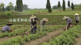 一亩蔬菜种植成本,大棚蔬菜一亩地需要投入多少钱