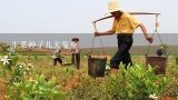 生菜种子几天发芽,生菜发芽怎么种？