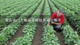 重庆南门大棚蔬菜种植基地在哪里,重庆哪里有大棚蔬菜或菌类种植基地?我要具体地址!!!