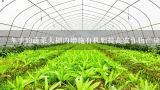 冬季的蔬菜大棚内增施有机肥提高农作物产量原因,有机蔬菜为何产量低