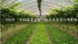 2018年“中国蔬菜之乡”山东寿光受台风影响，多地连降历史罕见的大暴雨，当地的蔬菜大量受到严重的冲毁...,有哪些中国少见的蔬菜