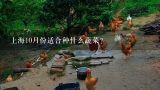 上海10月份适合种什么蔬菜？在上海郊区，7月份适合“播种”什么蔬菜?