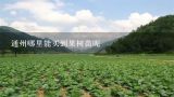 通州哪里能买到果树苗呢,北京最大的花卉种植基地