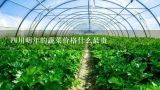 四川明年的蔬菜价格什么最贵,请问四川达州蔬菜批发市场价格??