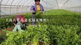 上海有机蔬菜基地是哪些?上海有机蔬菜哪家比较好？