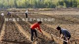 哪些蔬菜,水果原产地是中国的,中国最主要的温室蔬菜产地有哪几个？