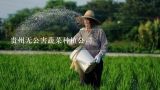 贵州无公害蔬菜种植公司,贵州安顺蔬菜批发市场在哪里？