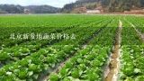 北京新发地蔬菜价格表,5元9毛8的公斤是