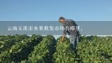 云南玉溪市水果批发市场在哪里。,云南昆明最大水果批发市场在哪里？
