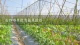 长沙哪里批发蔬菜最好,长沙蔬菜批发市场在哪里