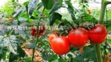 西双版纳一年四季的温度,一年四季水果自然成熟时间表