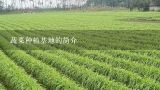 蔬菜种植基地的简介,广东省有多少个无公害蔬菜基地？