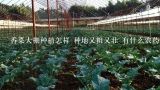 香菜大棚种植怎样 种地又粗又壮 有什么农药可以用,大棚种植香菜为什么会死？