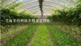 芝麻菜的种植步骤是怎样的？芝麻菜种子怎么种植