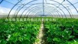 山东蔬菜价格上涨主要原因是什么,据山东农业信息网对蔬菜价格监测显示，2012年10月22日到28日山东省大白菜价格下跌34.97%。北京新发地农产品交易网也发布了北京市所售的山东白菜价格，从9月29日至10月30日，白菜价格已从0.35元/斤跌至0.17元/斤，月跌幅达50%。山东菜农因为价格暴跌苦不堪言。请问：菜价的下跌可能会对