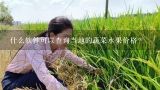 什么软件可以查询当地的蔬菜水果价格？万邦蔬菜价格在哪里查询