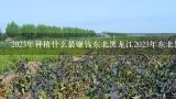 2023年种植什么最赚钱东北黑龙江2023年东北黑龙江种,2023种植业什么前景最好？