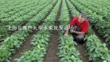 上海有哪些大型水果批发市场?上海哪里有草莓园